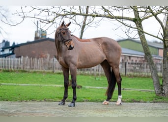 Holstein, Giumenta, 8 Anni, 174 cm, Baio