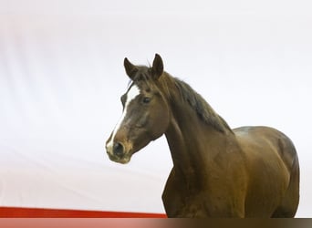Holstein, Giumenta, 8 Anni, 174 cm, Sauro