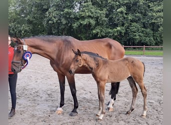 Holstein, Giumenta, 8 Anni