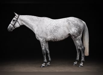 Holstein, Giumenta, 9 Anni, 162 cm, Grigio