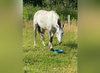 Holstein, Giumenta, 9 Anni, 164 cm, Grigio