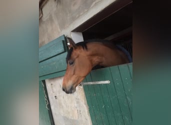 Holstein, Giumenta, 9 Anni, 165 cm, Baio