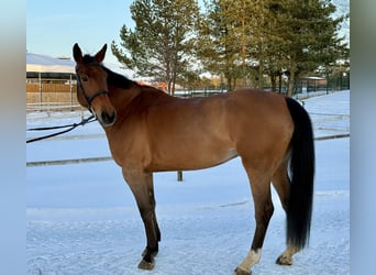 Holstein, Giumenta, 9 Anni, 165 cm, Baio ciliegia