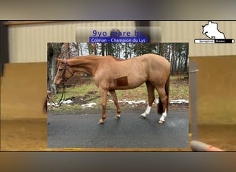 Holstein, Giumenta, 9 Anni, 165 cm, Sauro