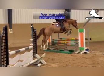 Holstein, Giumenta, 9 Anni, 165 cm, Sauro