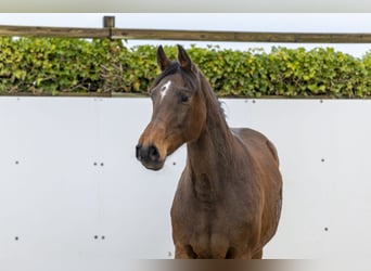 Holstein, Giumenta, 9 Anni, 166 cm, Baio