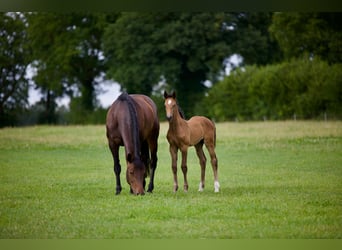 Holstein, Giumenta, 9 Anni, 166 cm, Baio scuro