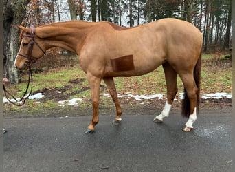 Holstein, Giumenta, 9 Anni, 166 cm, Sauro