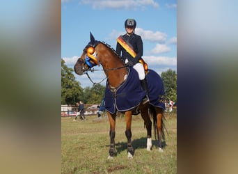 Holstein, Giumenta, 9 Anni, 168 cm, Baio