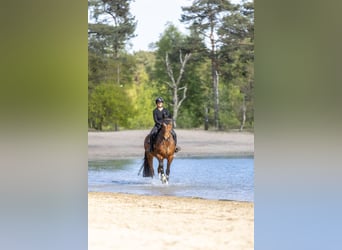 Holstein, Giumenta, 9 Anni, 168 cm, Baio