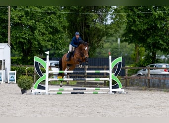 Holstein, Giumenta, 9 Anni, 168 cm, Baio