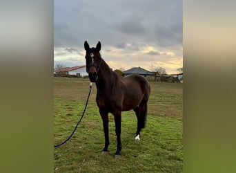 Holstein, Giumenta, 9 Anni, 170 cm, Baio scuro