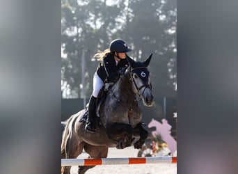 Holstein, Giumenta, 9 Anni, 170 cm, Grigio