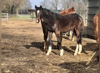 Holstein, Giumenta, 9 Anni, 173 cm, Baio
