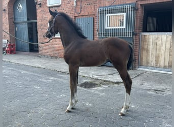 Holstein, Giumenta, 9 Anni, 173 cm, Baio