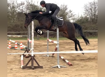 Holstein, Giumenta, 9 Anni, 173 cm, Baio