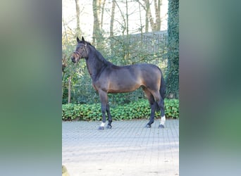 Holstein, Giumenta, 9 Anni, 174 cm, Baio