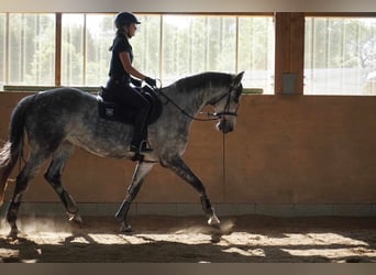 Holstein, Giumenta, 9 Anni, 175 cm, Grigio pezzato