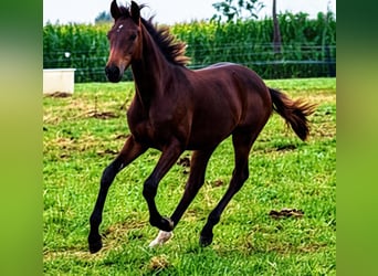 Holstein, Giumenta, Puledri (04/2026), 170 cm, Baio scuro