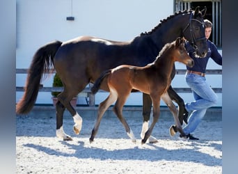 Holstein, Giumenta, Puledri (04/2026), 170 cm, Baio scuro