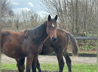 Holstein, Giumenta, Puledri (05/2025), Baio