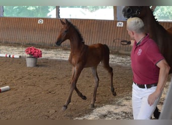 Holstein, Giumenta, Puledri (06/2026), Baio chiaro