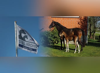 Holstein, Giumenta, , Champagne
