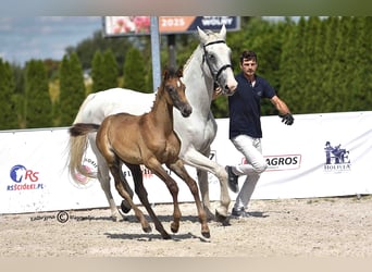 Holstein, Giumenta, Puledri (06/2025), Grigio