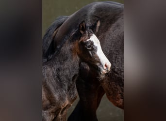 Holstein, Giumenta, Puledri (03/2026), Può diventare grigio