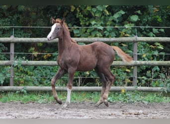 Holstein, Giumenta, Puledri (07/2025), Sauro scuro