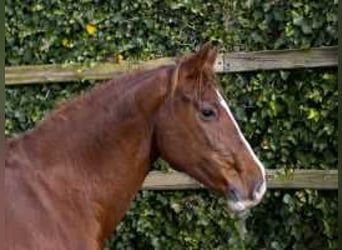 Holstein, Mare, 10 years, 15,2 hh, Chestnut-Red