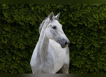 Holstein, Mare, 10 years, 15,1 hh, Gray