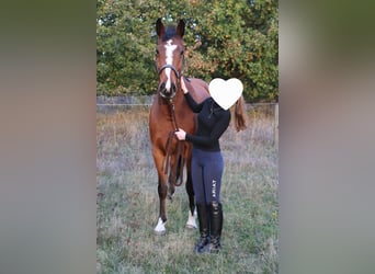 Holstein, Mare, 10 years, 15,3 hh, Brown