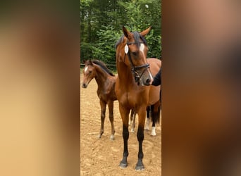 Holstein, Mare, 10 years, 16,2 hh, Brown