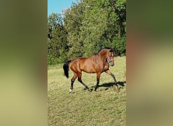 Holstein, Mare, 10 years, 16.2 hh, Brown