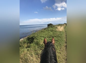 Holstein, Mare, 10 years, 16,2 hh, Brown