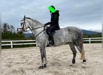 Holstein, Mare, 10 years, 16.2 hh, White