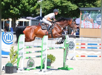 Holstein, Mare, 10 years, 16.3 hh, Bay-Dark
