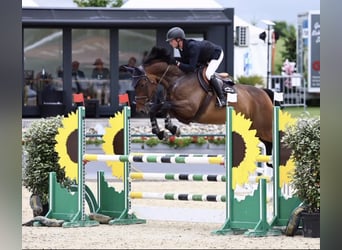 Holstein, Mare, 10 years, 16.3 hh, Brown