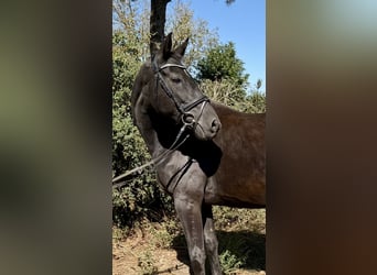 Holstein, Mare, 10 years, 16 hh, Black