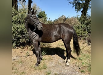 Holstein, Mare, 10 years, 16 hh, Black