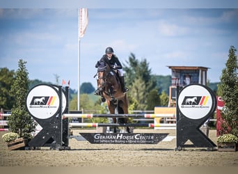 Holstein, Mare, 10 years, 16 hh, Brown