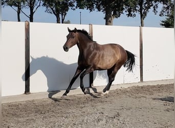 Holstein, Mare, 10 years, 16 hh, Brown