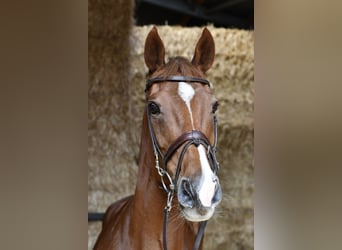 Holstein, Mare, 10 years, 16 hh, Chestnut-Red