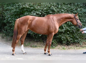 Holstein, Mare, 10 years, 16 hh, Chestnut-Red