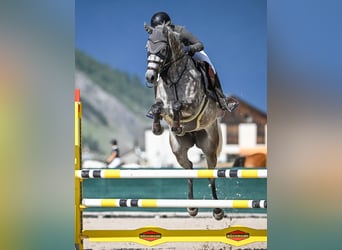 Holstein, Mare, 10 years, 16 hh, Gray