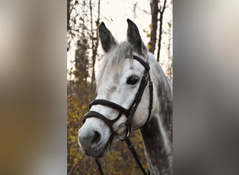 Holstein, Mare, 10 years, 16 hh, Gray