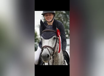 Holstein, Mare, 10 years, 16 hh, Gray