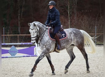 Holstein, Mare, 10 years, 16 hh, Gray