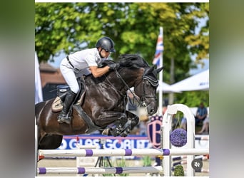 Holstein, Mare, 10 years, 16,1 hh, Black